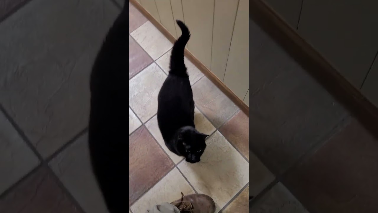 Door feeding with my cats round 13 April 4, 2025