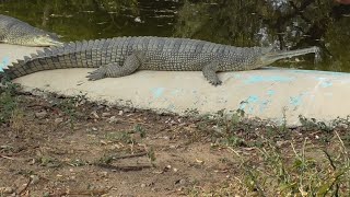 Biggest West African Slender Snouted Crocodile Captured