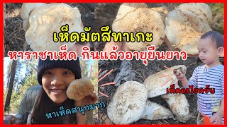 Go hiking alone to find mushrooms. / Matsutake mushroom hunting 2023 /Pine mushroom