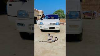 Oya Two Snakes In Front Of The Car