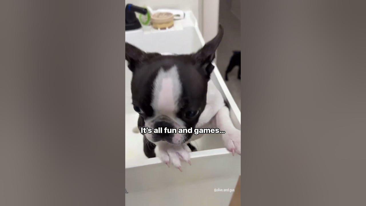  realy wish i hadnt lafed at him olive youtube