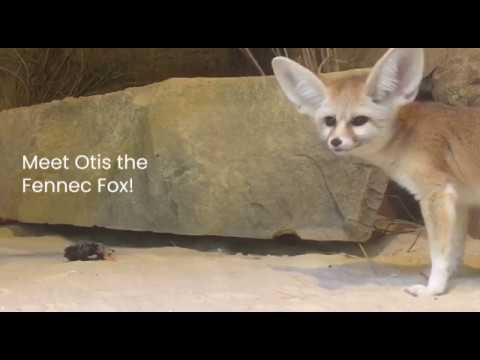 Meet Otis the Fennec Fox