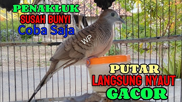 Perkutut Lokal Gacor RAJA PIKAT Ahlinya Bikin Semua Burung Perkutut  Nyaut 