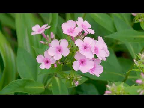 Phlox, die Flammenblume