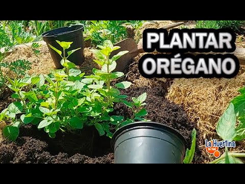 Video: 9 Razones Para Cultivar Orégano En Tu Jardín