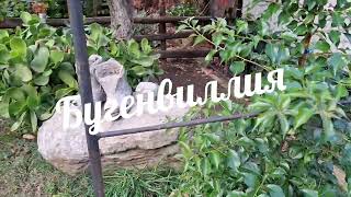 видео: Идёт охота...рыбалка...грибы./ Бугенвиллия, японская айва, яблоки..24.10. 25. картинка: Идёт охота...рыбалка...грибы./ Бугенвиллия, японская айва, яблоки..24.10. 25.
