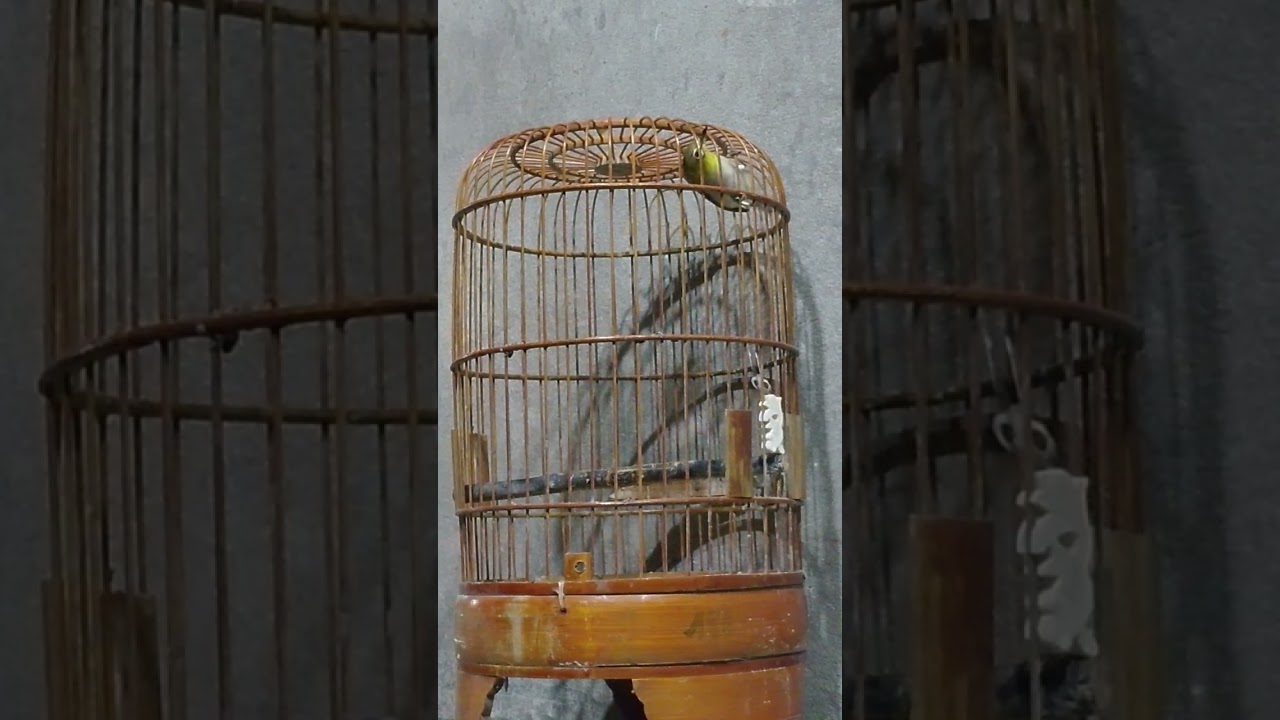 Chim vành khuyên AQuốc 