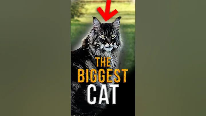 Video 11708591: mainecoon cat funnycat, maine coon cat facts, mainecoon cat funny