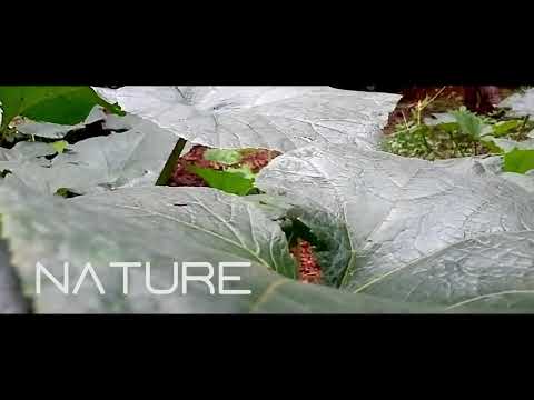 The Nature seen around us in 20 seconds