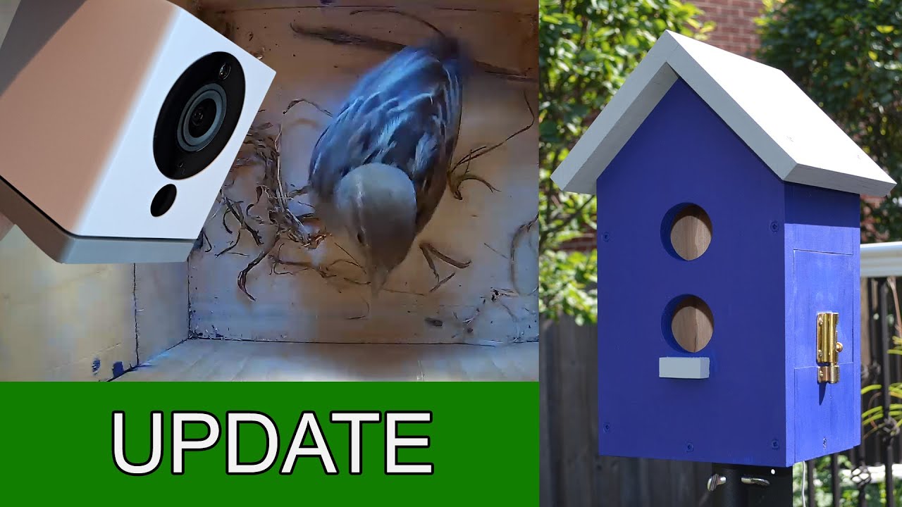 Sparrow Moves into cam Birdhouse YouTube