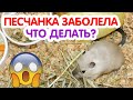 Здоровье песчанок. Что делать если песчанка заболела?