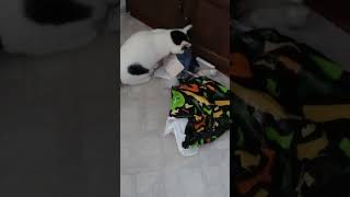 КАК ТО ТАК ПОЛУЧИЛОСЬ... #котики#кошечки#коты#кот#cat#прибавление#