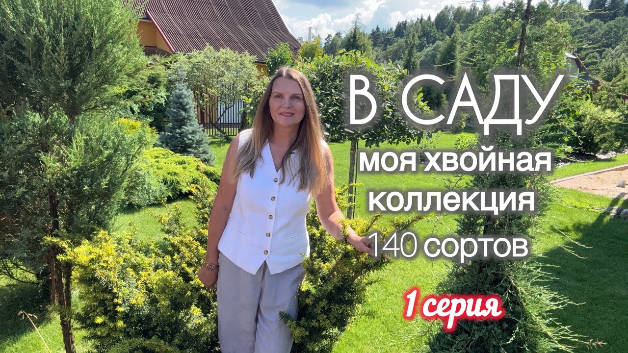 Приглашаю на просмотр хвойной коллекции в моём саду. Первая серия