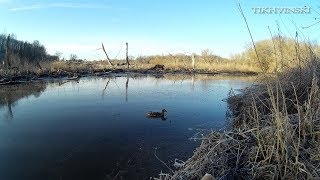 Classic Mallard Duck Hunt 2018