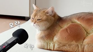 What sounds do cat loaf make? by 그루밍데이 고양이cat vlog 12,085 views 1 month ago 3 minutes, 49 seconds
