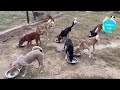 Feeding our 400+ shelter dogs