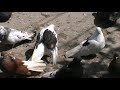 николаевские голуби,пополнение 24.05.2022
