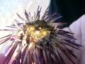 Sea Urchin