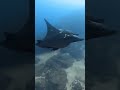 The "Ghost" of the Deep: Black Manta Ray &amp; His Fleet