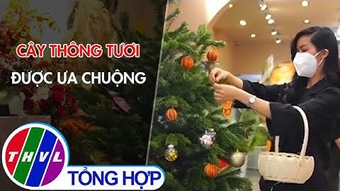Cây thông tươi được ưa chuộng