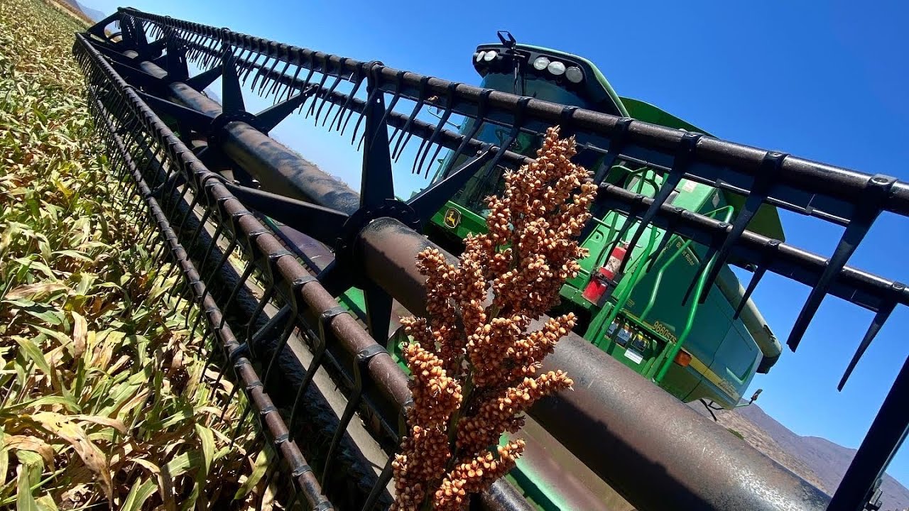 Trilla de Sorgo NK-7829.                        (8 Toneladas X Hectárea)