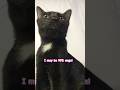 I M Sure ЁЯШЗ Pets Cat Suncats Funnyanimal Cute Anmals I M Sure ЁЯШЗ Pets Cat Suncats Funnyanimal Cute Anmals