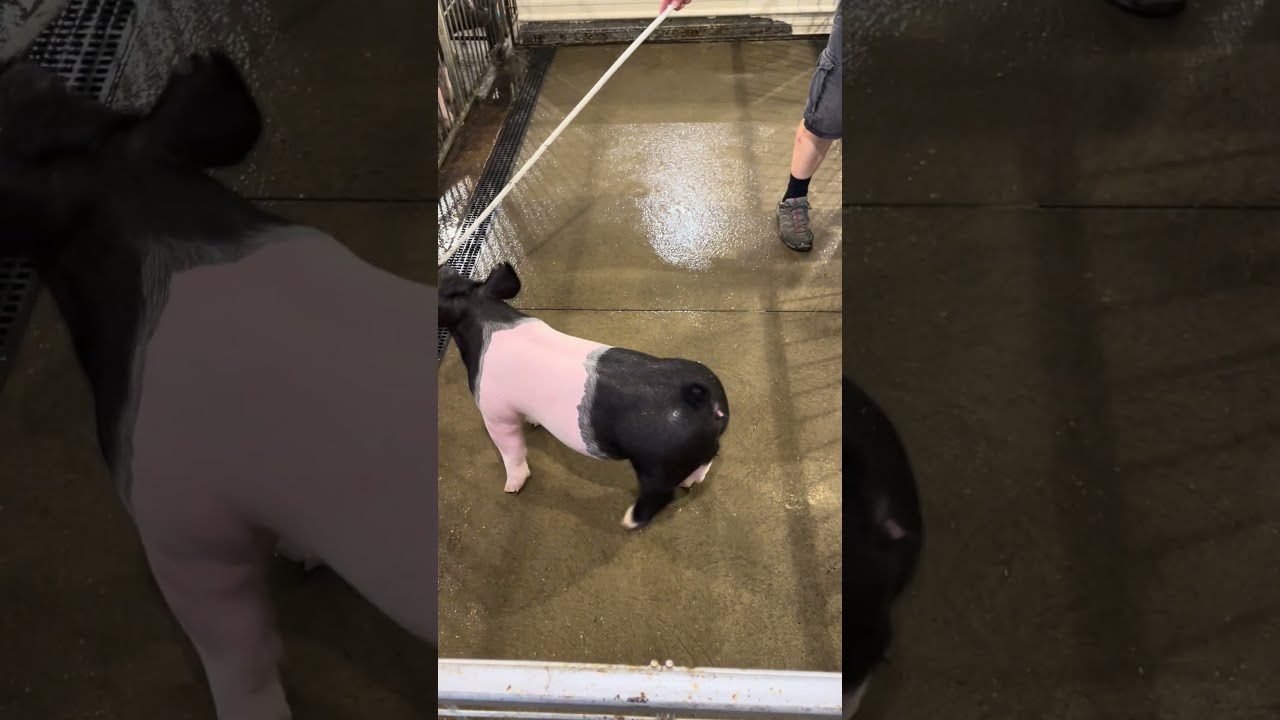 18 1 Video
