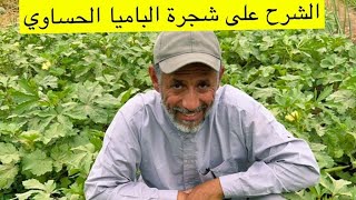 الباميا من البذرة إلى الثمرة