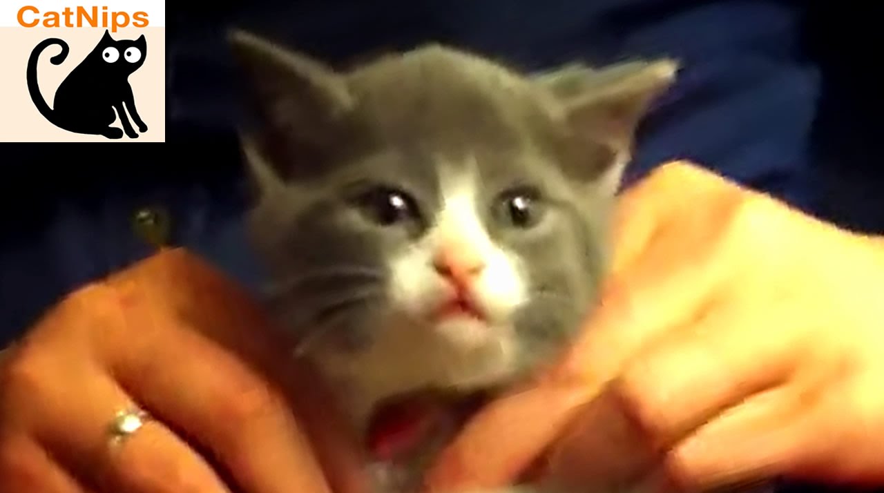 Cute Little Kitten Loves To Get Neck Massages CatNips YouTube