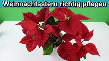 Wie pflege ich einen Weihnachtsstern in der Wohnung?