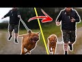 How To Stop Your Dog PULLING On The Leash - EXTREME CASE