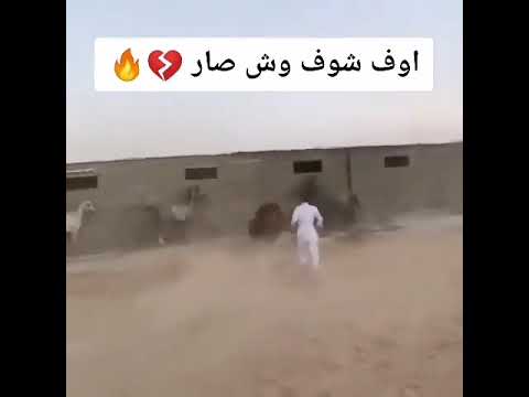 كوارث الخيول