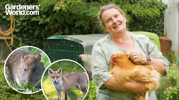 Keeping CHICKENS in an urban garden | Sara's top tips for HAPPY HENS
