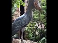 Birds Screaming😱 #viralvideo #birds #edit