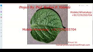 Python Code for Potato Leaf Disease Using Neural Network CNN | With Source Code