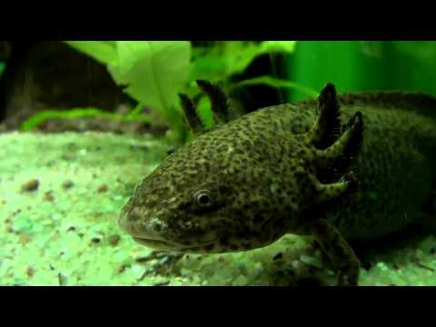 Video: Axolotl - Ambystoma Mexicanum Reptielras Allergene, Gesondheid En Lewensduur