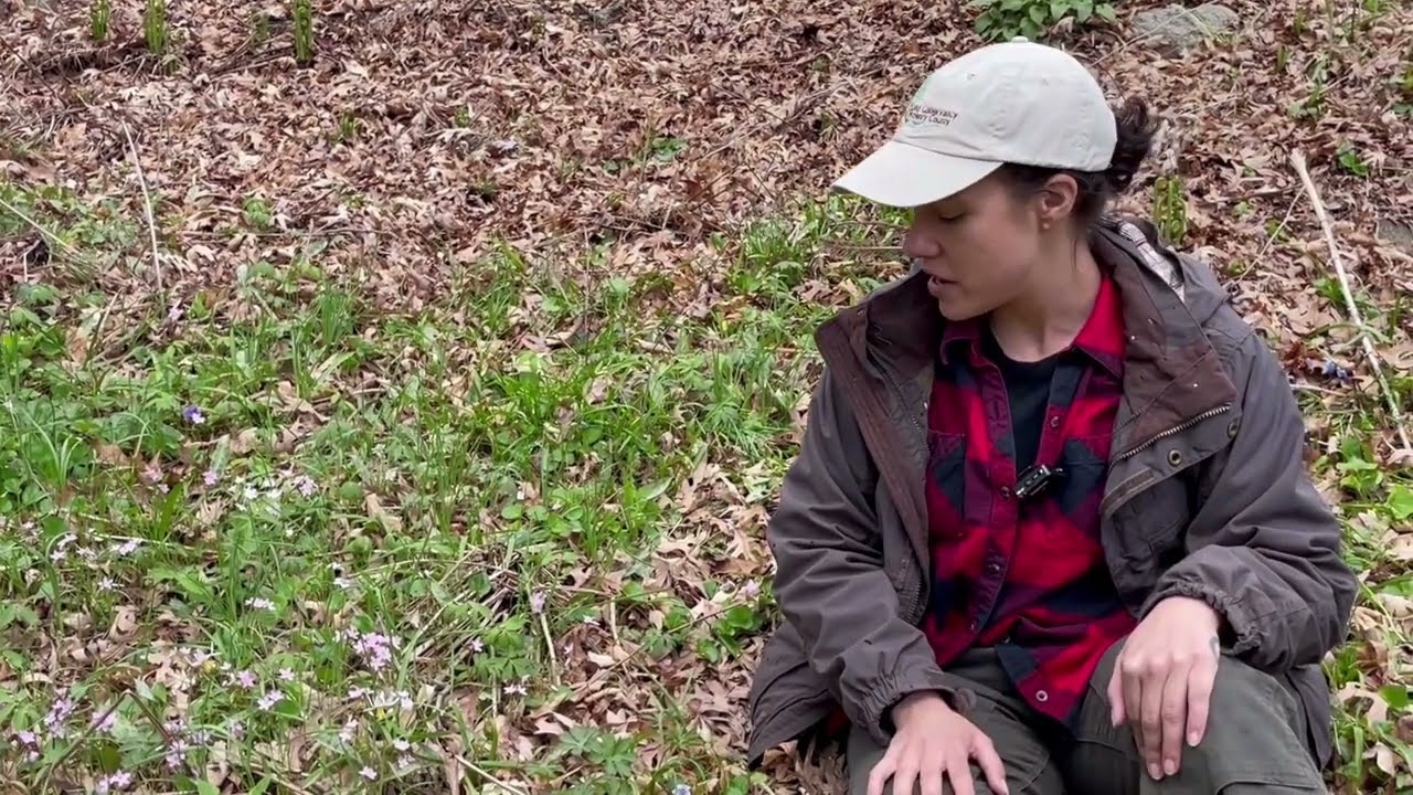 Spring Beauty - Native Plant Identification with TLC