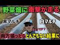 [暑さ対策]白&黒マルチ張ったらまさかの結果に！さつまいも定植していく！