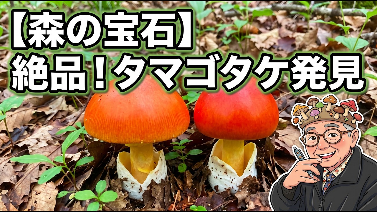 森の宝石発見！？落ち葉をかき分け極上タマゴタケに大興奮の山歩き