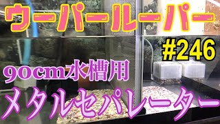 ウーパールーパー 246 90cm水槽メタルセパレーター紹介 Axolotl Youtube ウーパールーパー 246 90cm水槽メタルセパレーター紹介 Axolotl Youtube