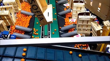 Citrus Grading Line - Central Discharge