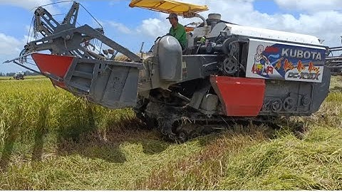 máy cắt 105 độ bánh 9 cắt lúa rất nhanh tập 3#maibangtv