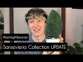 Snake plant collection UPDATE | Rare Sansevieria plants