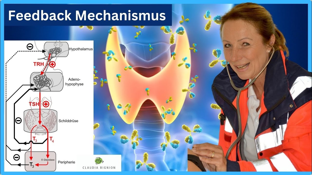 Unsere Schilddrüse: Die wichtige Rolle der Schilddrüsenhormone (T3 \u0026 T4) für unsere Gesundheit
