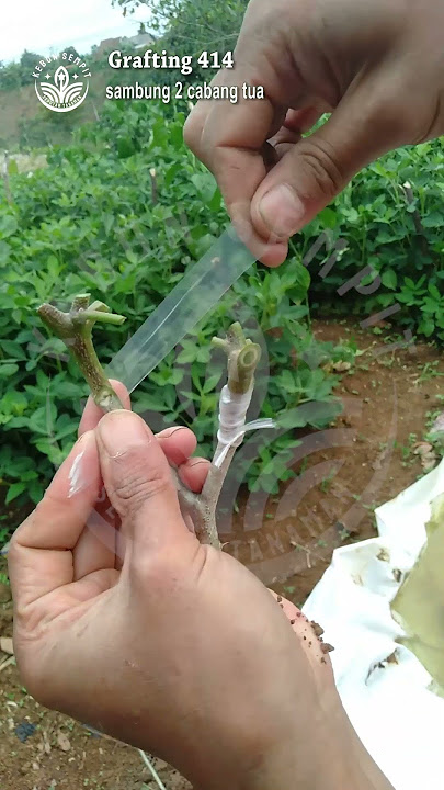 grafting 414 terong ungu dengan pokak 2 cabang tua #grafting #graftingmethod #gardeningtips