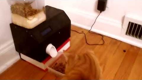 Automatic Cat Feeder