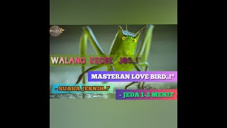 SUARA WALANG KECEK JERNIH DENGAN JEDA 1-2 MENIT | MASTERAN LOVE BIRD, MURAI BATU, KACER, CUCAK IJO