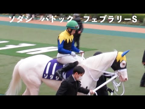 【現地映像】ソダシ パドック G1フェブラリーS 吉田隼人