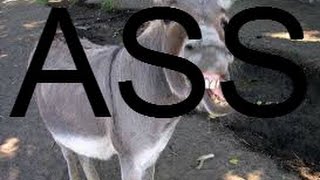 Asses suck!