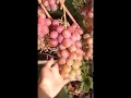 Сорт винограда Лаура